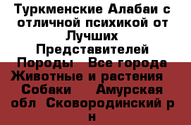 Туркменские Алабаи с отличной психикой от Лучших Представителей Породы - Все города Животные и растения » Собаки   . Амурская обл.,Сковородинский р-н